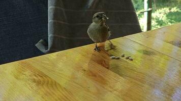 Sparrow eats bread crumbs and seeds from the table. Close-up. video