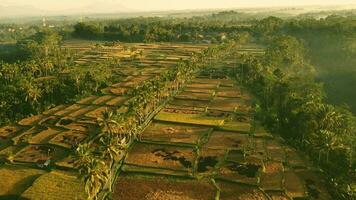 Magical Mancingan Rice Field Morning Video Shot