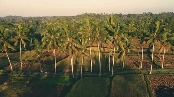 paume arbre chaud drone métrage video