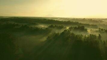 aéreo vídeo do a manhã bali floresta dentro a névoa video