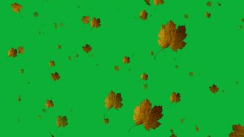 Get lost in the spellbinding beauty of fall as slow motion animation reveals the secret world of falling leaves. video