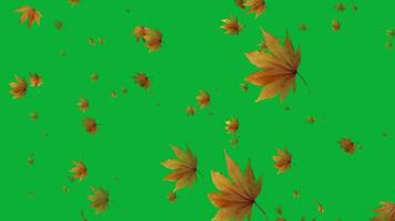 Fall in step with nature's rhythm as our slow motion animation unveils the graceful descent of autumn leaves. video