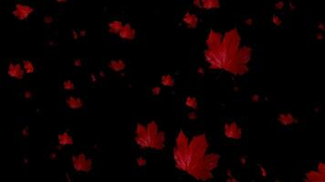 vallen in liefde met de seizoen opnieuw door langzaam beweging animatie, welke highlights de poëzie van vallend bladeren. video