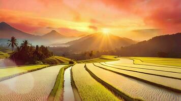 Ai generative, beautiful rice field panorama at sunrise or sunset video