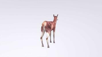 3d Rendering Of Female Deer video