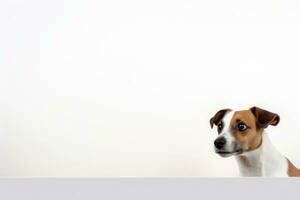 Portrait of a cute jack russel puppy looking around the corner of a white empty board, AI Generated photo