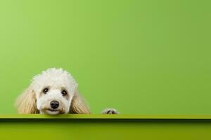 Portrait of a cute poodle puppy looking around the corner of an lime green empty board, AI Generated photo