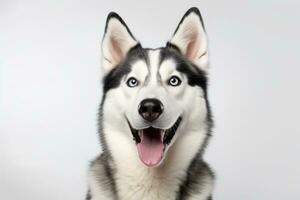 cute husky on white background, AI Generated photo