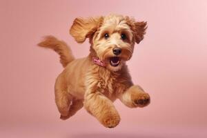 cute toy poodle dog on pink background, AI Generated photo