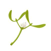 Vector illustration, Viscum album or european mistletoe, isolated on white background.