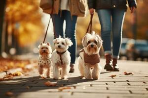 dogs walking with unrecognizable owner in city street crosswalk, AI Generated photo