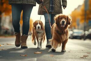 dogs walking with unrecognizable owner in city street crosswalk, AI Generated photo