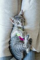 cute gray kitten lying on legs and playing toy photo