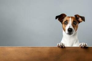 Portrait of a cute jack russel puppy looking around the corner of a white empty board, AI Generated photo