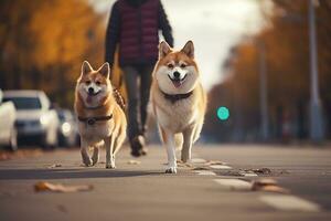 dogs walking with unrecognizable owner in city street crosswalk, AI Generated photo