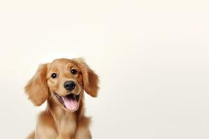 cute dog on white background, AI Generated photo