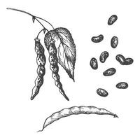 Bean plant drawing vector illustration on isolated white background. Harvest, healthy food,legumes. Hand drawn with engraving beans, leaves,haricot branch for design, print, label, packing, card