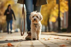 dog walking with unrecognizable owner in city street crosswalk, AI Generated photo