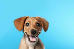 cute dog on blue background, AI Generated photo