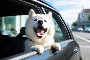 Cute dog looking out of car window , photo