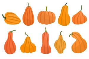 Set of pumpkins. Pumpkin of different shapes and colors. Thanksgiving design. Autumn pumpkin vector