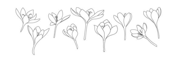 A large set of crocus or saffron flowers drawn by lines. Outline flower icon collection for invitations or spring design vector