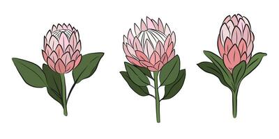 Protea flowers, set of 3 large buds, drawn with color. Isolated bud on a branch. For invitations and valentines vector