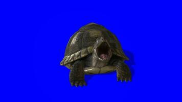 3d realista tartaruga gritando em azul tela, 4k tartaruga aquático animal rendido em a croma chave video