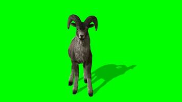 cabra croma llave, grande cuernos cabra corriendo y agresor verde pantalla animación video