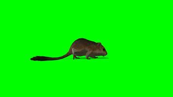Mouse chroma key, Side view of Mouse running and attacking green screen animation video