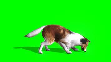 Dog chroma key, 3D high quality dog eating green screen animation video