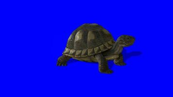 3d realista lado Visão do tartaruga gritando em azul tela, 4k tartaruga aquático animal rendido em a croma chave video