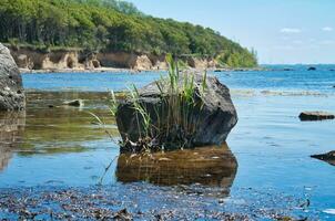 Single rock in the sea with grass. The stone lies in the Baltic Sea in sunshine. photo