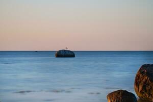 pájaro en un Roca en el báltico mar a puesta de sol. fauna silvestre foto desde el costa.