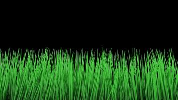 Wavy Grass with Alpha Channel and Loop video