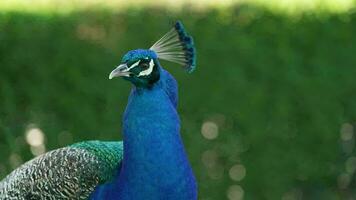 pavo real acecho hd video