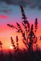 agraciado ocotillo planta silueta en medio de rosado puesta de sol cielo - ai generado foto