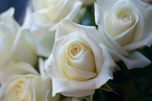 Close-up of a Captivating White Rose Blossom in Detail and Elegance - AI generated photo