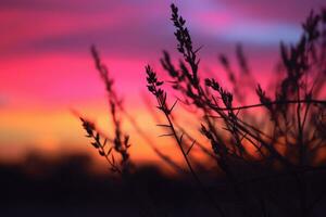 agraciado ocotillo planta silueta en medio de rosado puesta de sol cielo - ai generado foto