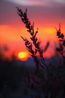 Graceful Ocotillo Plant Silhouette Amidst Pink Sunset Sky - AI generated photo