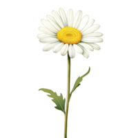 AI Generative watercolor daisy flower pastel isolation on transparent background png