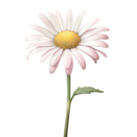 AI Generative watercolor daisy flower pastel isolation on transparent background png