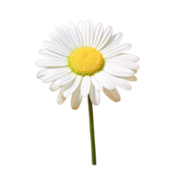 AI Generative watercolor daisy flower pastel isolation on transparent background png