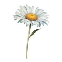 ai generativ vattenfärg daisy blomma pastell isolering på transparent bakgrund png
