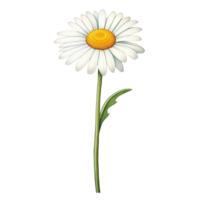 AI Generative watercolor daisy flower pastel isolation on transparent background png