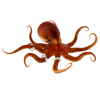 Octopus met ringen png