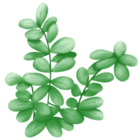 groen bladeren boom png