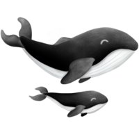 le noir baleine png