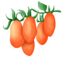 The tomato fruit png