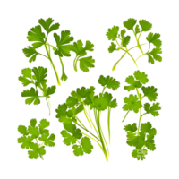 Coriander Herb Chili  Generative Ai png